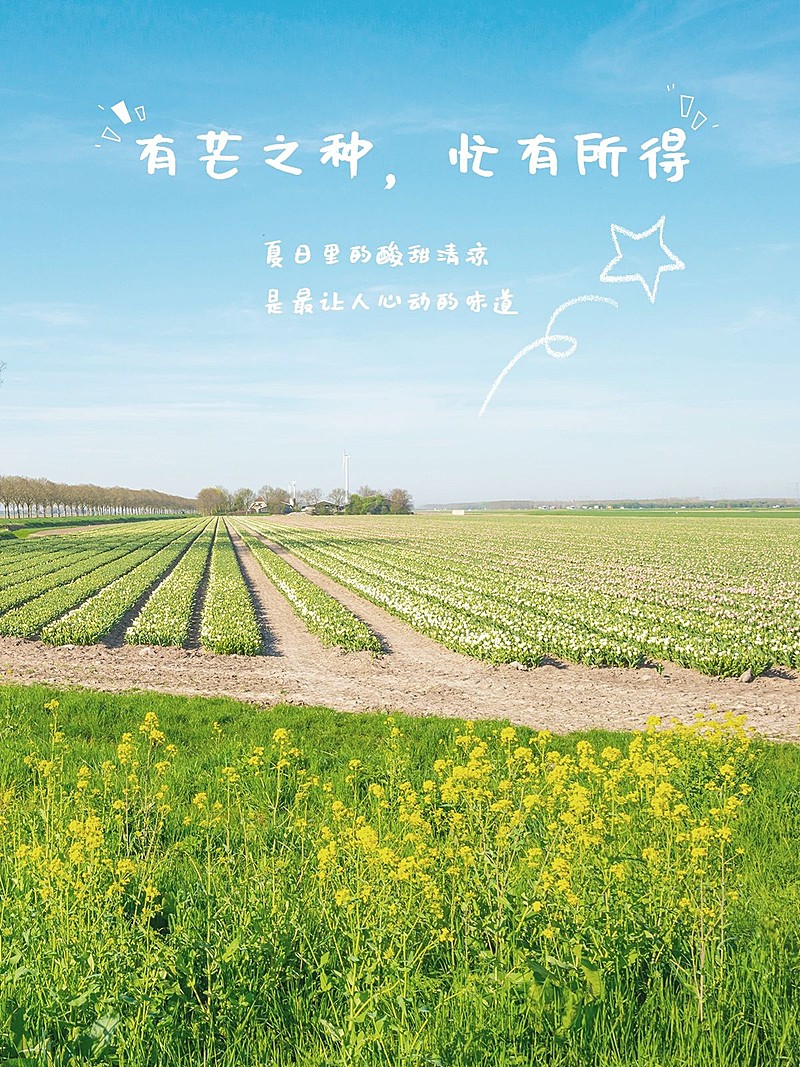 芒种节气记录分享通用简约风plog模板