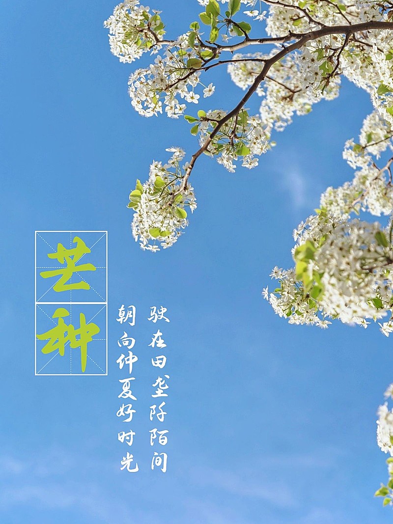 芒种夏天节气祝福中国风plog模板