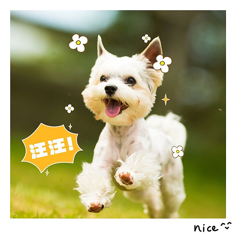 郊游野餐露营宠物小狗可爱风Plog模板