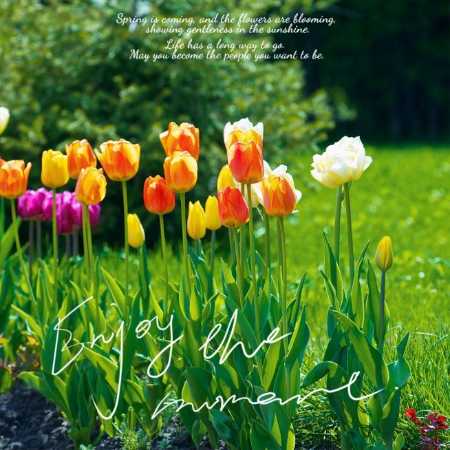 日常晒花通用词卡简约风plog模板预览效果