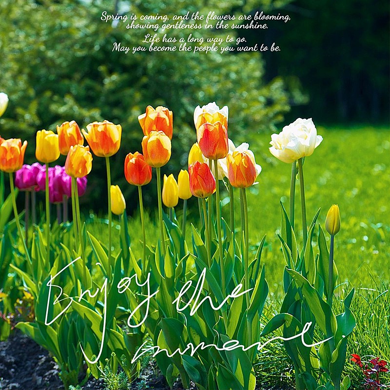 日常晒花通用词卡简约风plog模板