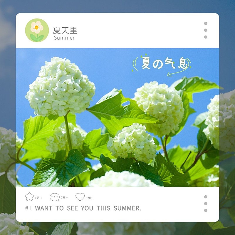 夏天ins自拍郊游晒图界面风plog模板