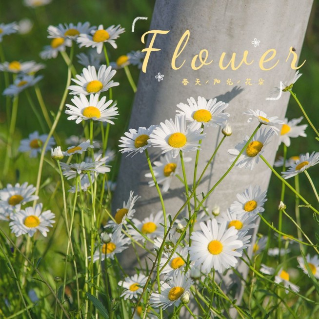 日常晒花词卡风景通用清新简约风plog模板预览效果