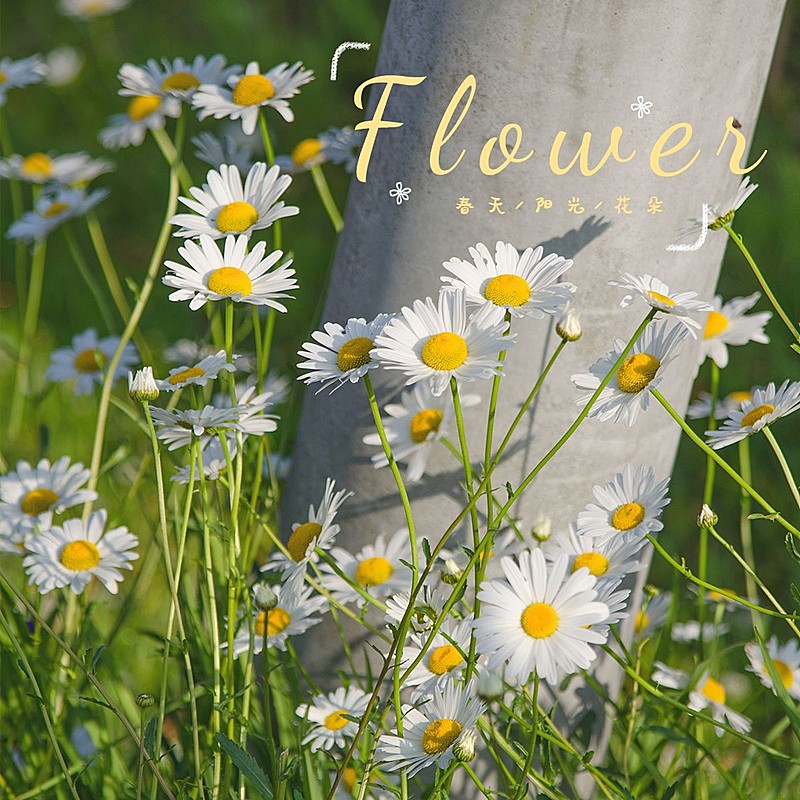 日常晒花词卡风景通用清新简约风plog模板