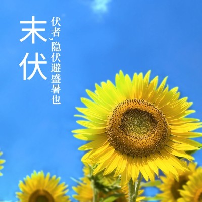 末伏三伏天夏季实景方形海报