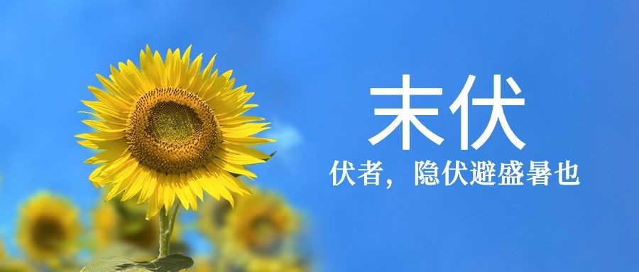 末伏三伏夏季实景公众号首图预览效果