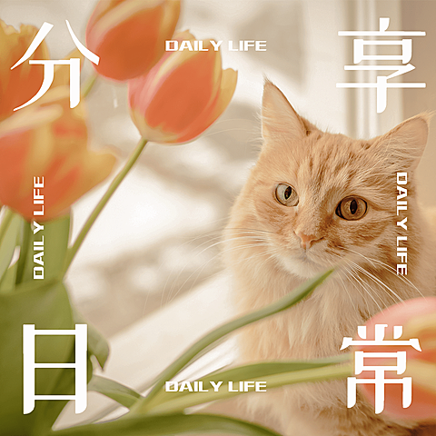 日常晒物生活分享简约风plog模板