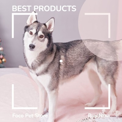 Camera Interface Simulation Pet Supplies Promo Ecommerce Product Image