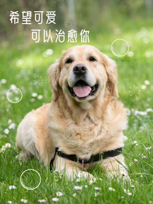 风景宠物旅游记录简约风plog模板预览效果