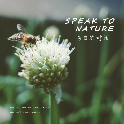 风景蜜蜂花朵生活分享记录模板