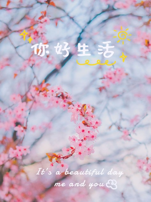 风景户外晒花晒照简约风plog模板预览效果