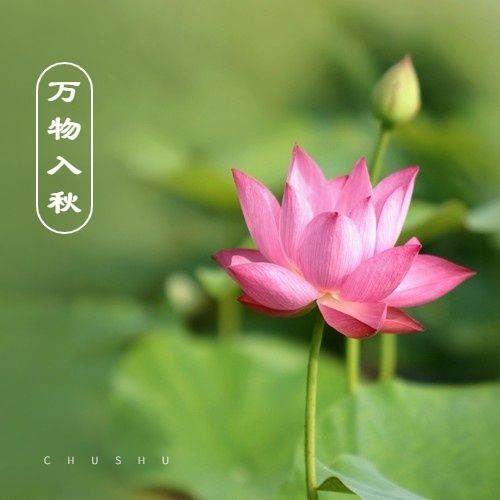 处暑节气祝福秋天实景公众号次图预览效果