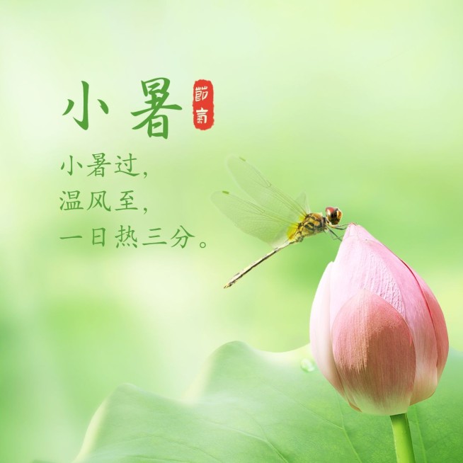 小暑节气祝福夏天蜻蜓方形海报预览效果