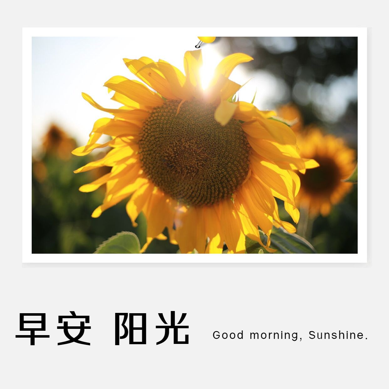 早安阳光向日葵方形问候