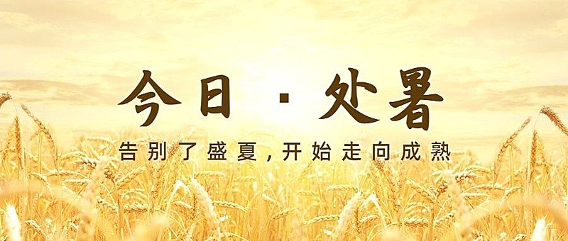 处暑节气秋天稻田农耕公众号首图