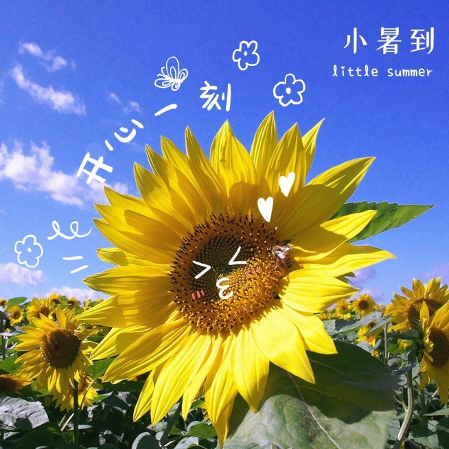 小暑晒风景向日葵可爱风plog模板预览效果