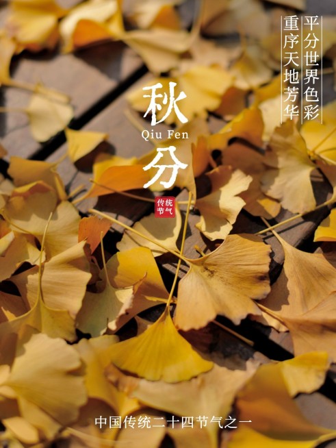 秋天节气秋分简约风plog模板预览效果