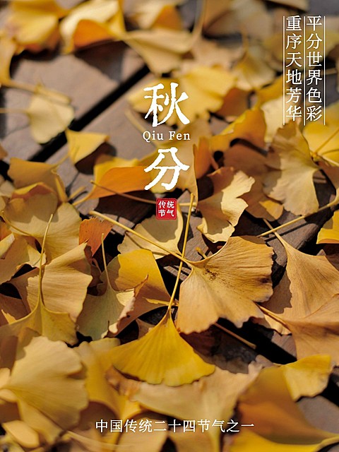 秋天节气秋分简约风plog模板