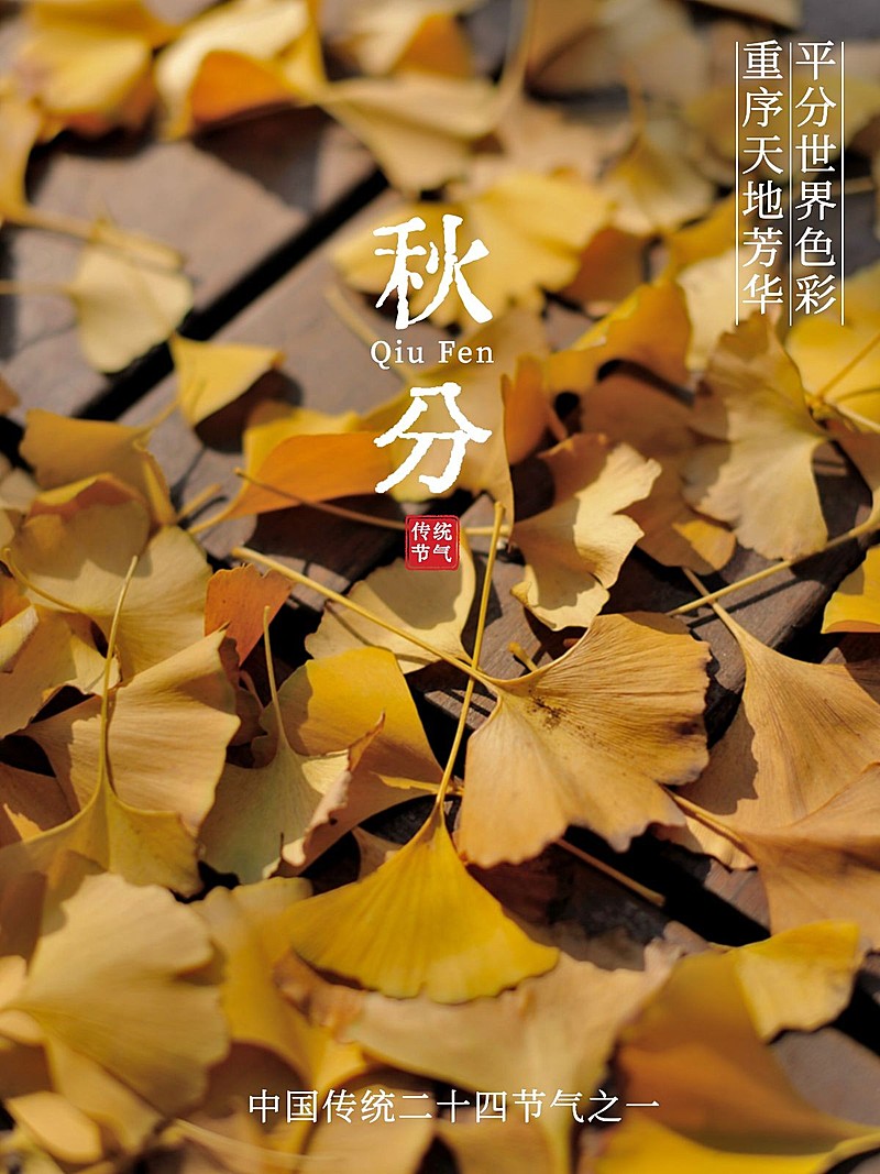 秋天节气秋分简约风plog模板