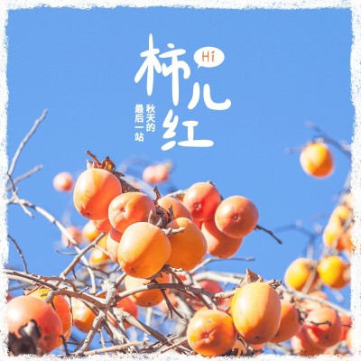 节气霜降晒风景文艺风plog模板