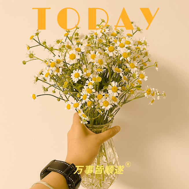 日常晒物生活分享文艺风plog模板预览效果