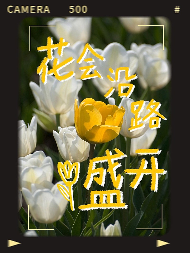 涂鸦风景记录晒花胶片风plog模板