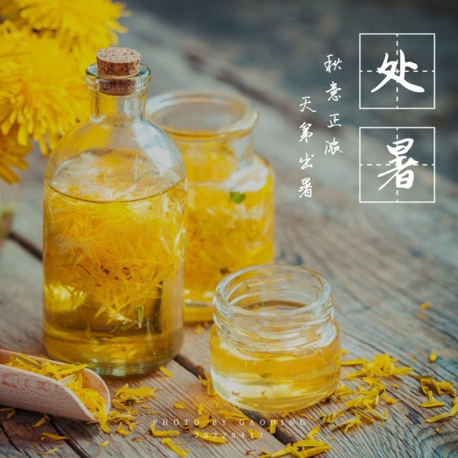 秋日节气处暑晒照简约风plog模板预览效果