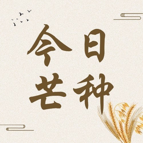 芒种节气祝福排版公众号次图预览效果