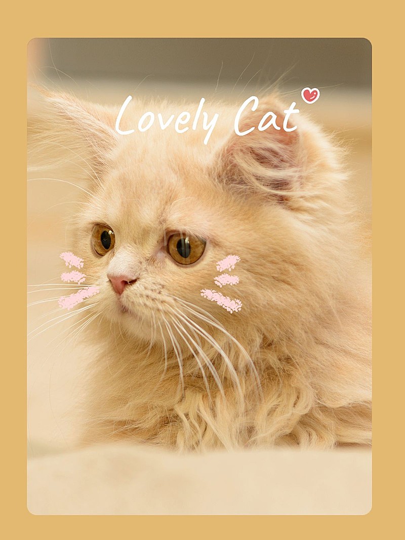 萌宠晒照日常分享可爱风plog模板