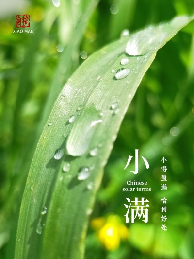 夏日节气小满风景晒照简约风plog模板