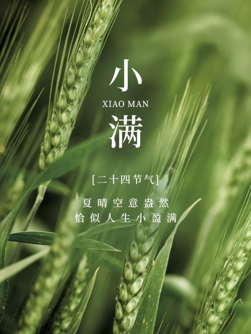 小满节气晒照简约风plog模板预览效果