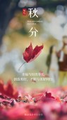 模板缩略图