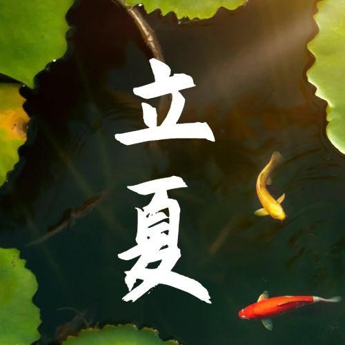 立夏节气祝福插画荷花公众号次图预览效果
