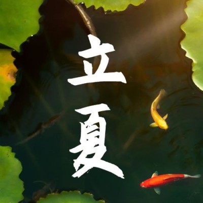 立夏节气祝福插画荷花公众号次图