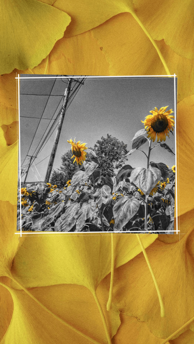 Literary Ginkgo Leaves Background Sunflowers Instagram Story