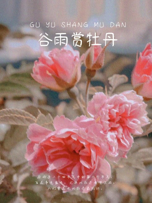 谷雨赏牡丹简约风plog模板预览效果