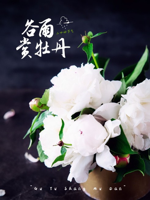 谷雨赏牡丹简约风plog模板预览效果