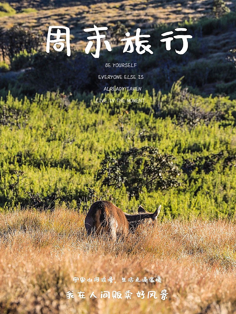 周末晒风景日常分享文艺风plog模板