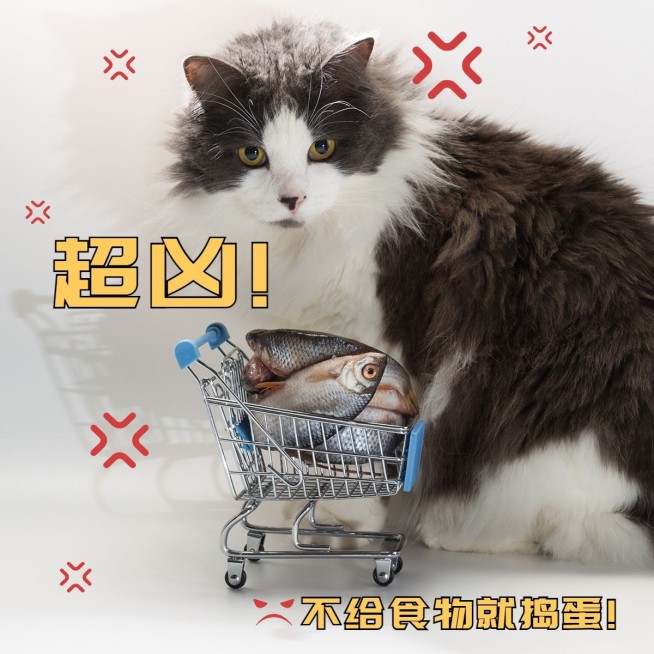 宠物萌宠晒照可爱风plog模板预览效果