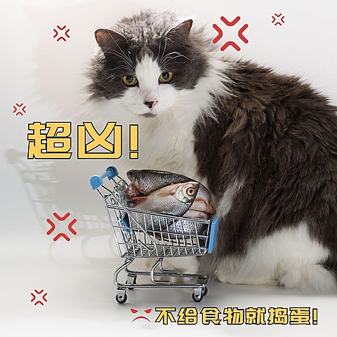 宠物萌宠晒照可爱风plog模板