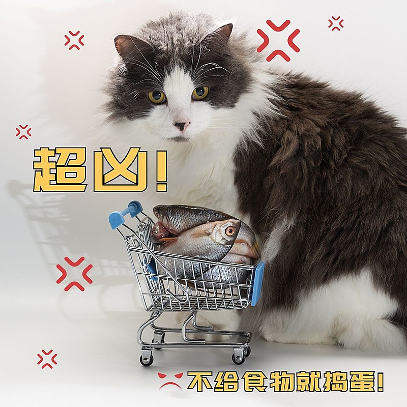 宠物萌宠晒照可爱风plog模板