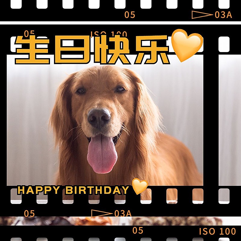 萌宠晒照通过日常分享文艺风plog模板