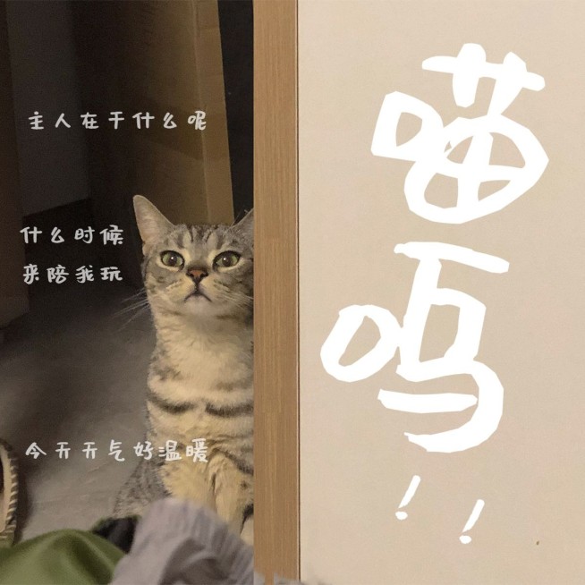 萌宠晒照日常分享简约风plog模板预览效果