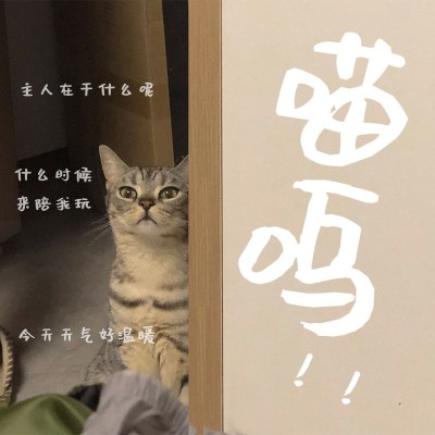 萌宠晒照日常分享简约风plog模板