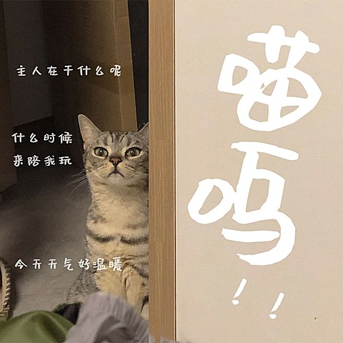 萌宠晒照日常分享简约风plog模板
