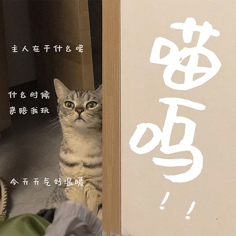 萌宠晒照日常分享简约风plog模板