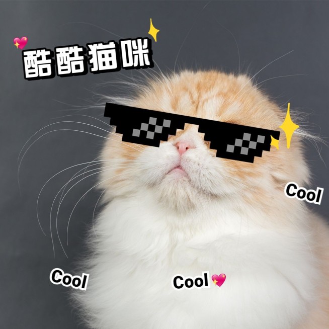 宠物萌宠晒照可爱风plog模板预览效果