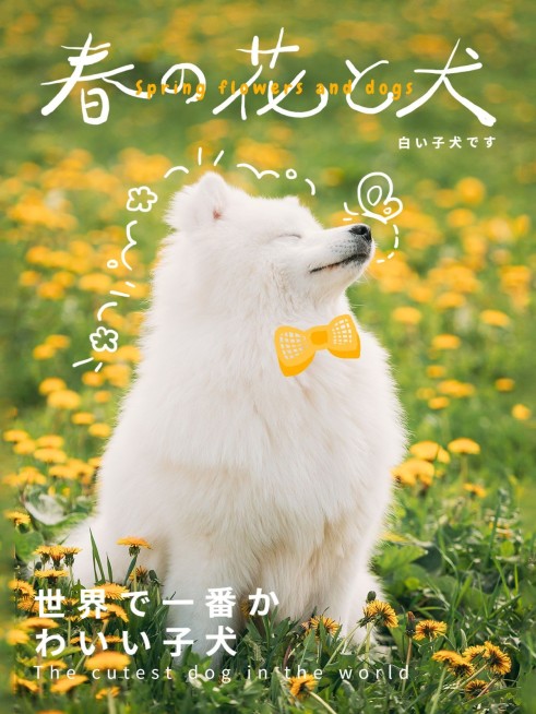 宠物郊游散步小花萨摩耶文艺风plog模板预览效果