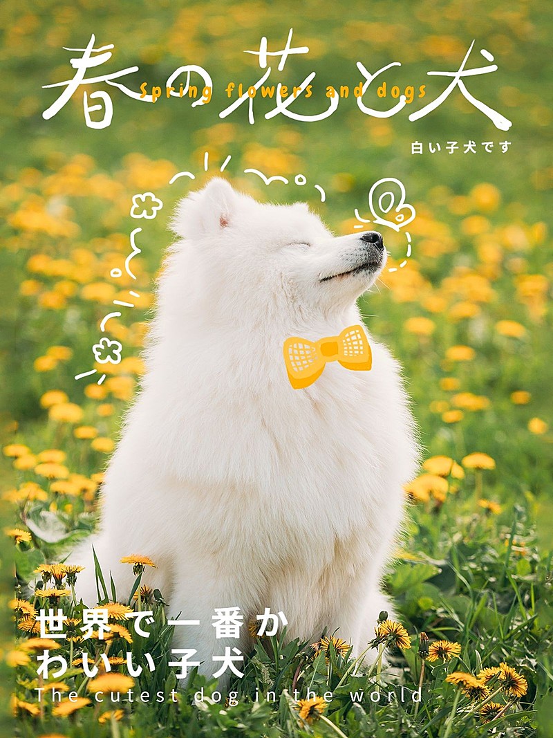 宠物郊游散步小花萨摩耶文艺风plog模板