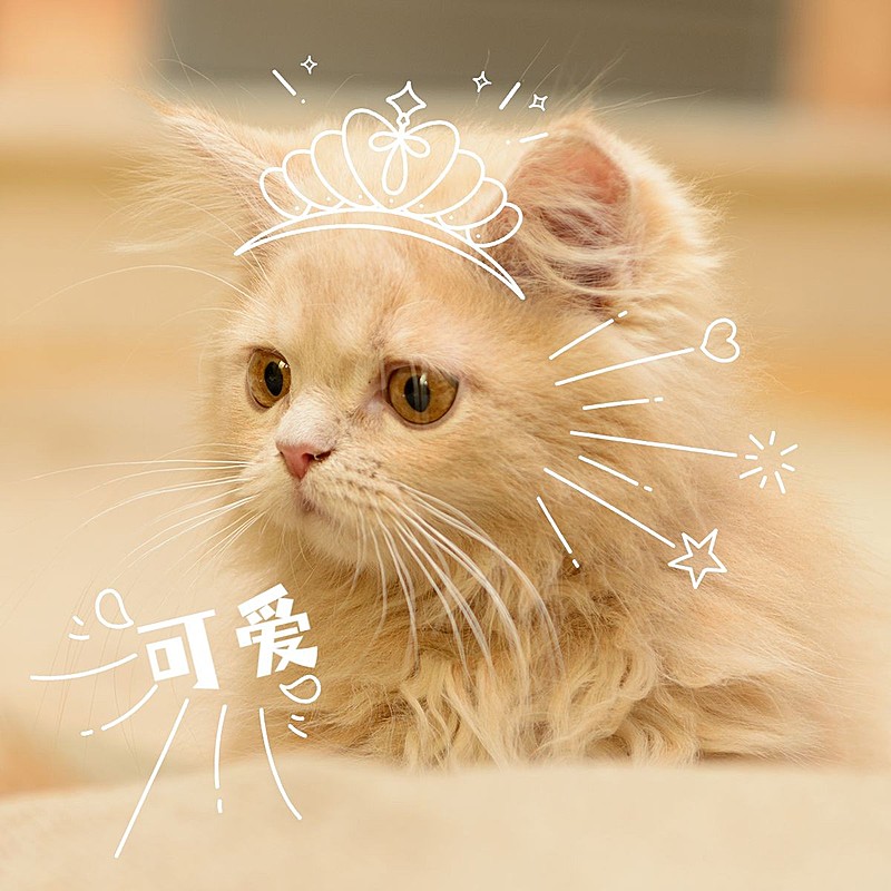 萌宠晒照日常分享可爱风plog模板